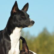 YULA z Klanu Łobuzów FCI