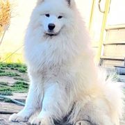 Dorosłe samoyedy i szczenięta na sprzedaż