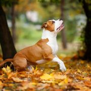 EAGLE FLYING HIGH VIA FORTUNA