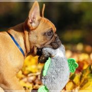 TELIMENA Hokus Pokus z Perlowej