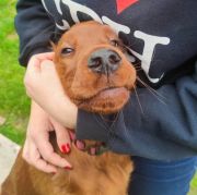 ETERNIA KING GREYSKULL Ginger State of Mind