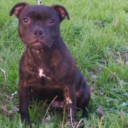 Yupiter, Yolie, Yasmin 2