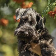 Chico from Wawelskie Wzgórza FCI