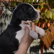 SILVANA Czar Olbrzyma