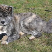 YAJIRUSHI Akai Kitsune