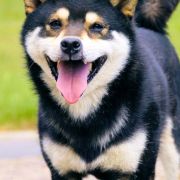 SOUUN NO KUROMARU GO ASHIKAGA SOUUNSOU