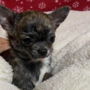 DAFNE Z Ogrodu FaunyFCI