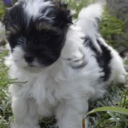 IMBIR Sfora w Papilotach