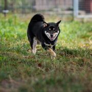 LADY IN BLACK Subarashii (FCI)