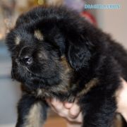 DRAGE BALERION Airawata