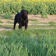 BEAUTIFUL BEJLI Dolegor