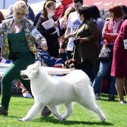 White Star Sumar Ophelia Queen Of Hearts