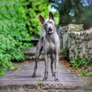 TESSA Śnieżne Zjawisko 