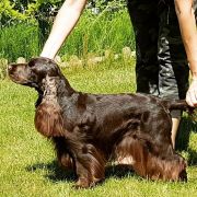 NCIS KENSI Renmil's Dream