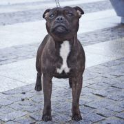 Adore The Empress Avia Cerasis