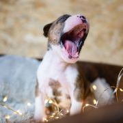 TOOTHLESS Because of Crazy Time