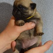 YUKIKO Czar Olbrzyma