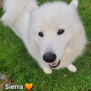 SIERRA SUPER STAR Silver from the North FCI 