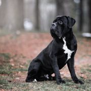 WIKTOR Insendiamento di Perle Nere 