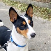 JUST MY STILE DOMINANT STAR