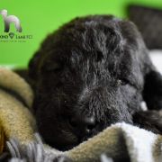 ROZALIA Diamond Lamb