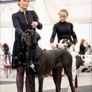 FANFARA Boni Mores FCI