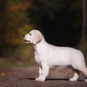 ALMOST ALL of Wolf Point