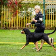 Sennenhund Rossii Wishenka