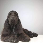 Veralis Star Club Merlin Magic