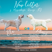 New litter