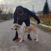 BEHEMOTH z Krainy Sanu FCI 