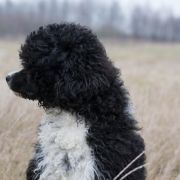 Aussie Welkope CZAS NA ZMIANY