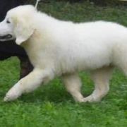 LAWENDA Spiska Watra