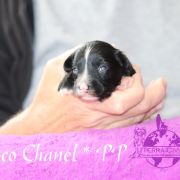 Coco Chanel in Terra Civis 