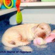 SNOW CLOUD Source of Happiness FCI 2