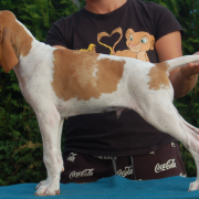 Helikon Beskid Point (FCI) 