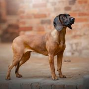 ARABESKA ze Świerzowskich Łąk FCI