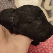 AMADA Curly Best Friend 