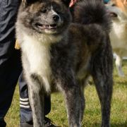 ERECUTO GO FROM HACHIMANTAI