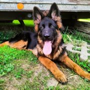 DOBRAWA DOVICKA Kingfran (FCI)