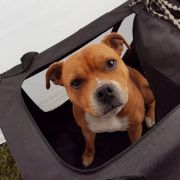 Immness (FCI) U GOT THE LOOK 