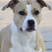 DS REBEL HEART OFF PROZAK 