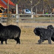 Komandos-Elita Filos 