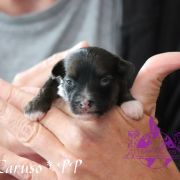 Caruso in Terra Civis 