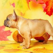 TEKLA Hokus Pokus z Perłowej