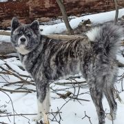 Ayano z Senshi No Seishin