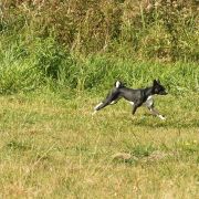 YULA z Klanu Łobuzów FCI