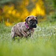 CHARLOTTE DOLCE VENDETTA FCI 