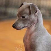 Adora de Mell Agris