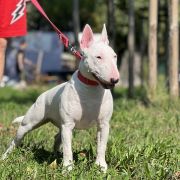 DJ RUBY Forpiga Bulla FCI